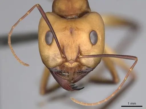Camponotus mystaceus specimen CASENT0256206 image casent0256206_2