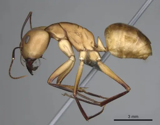 Camponotus mystaceus specimen CASENT0256206 image casent0256206_3