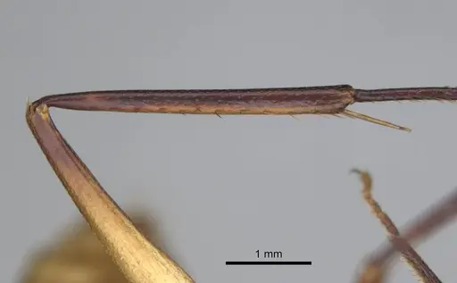 Camponotus mystaceus specimen CASENT0256206 image casent0256206_4