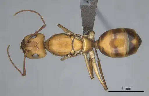 Camponotus mystaceus specimen CASENT0257111 image casent0257111_1