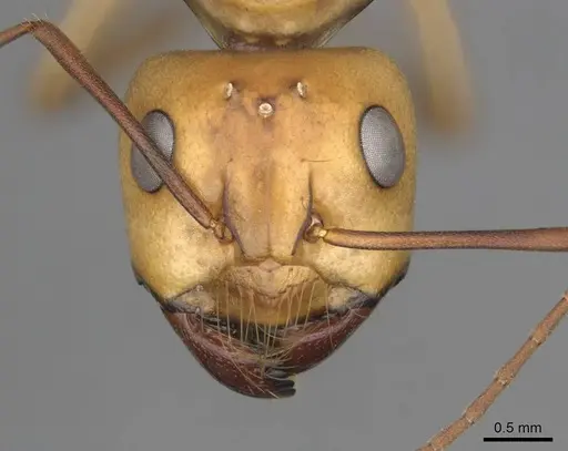 Camponotus mystaceus specimen CASENT0257111 image casent0257111_2