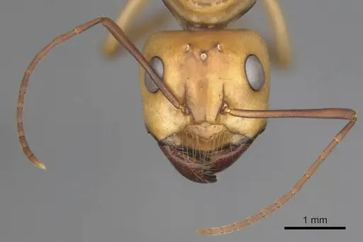 Camponotus mystaceus specimen CASENT0257111 image casent0257111_3