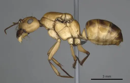 Camponotus mystaceus specimen CASENT0257111 image casent0257111_4