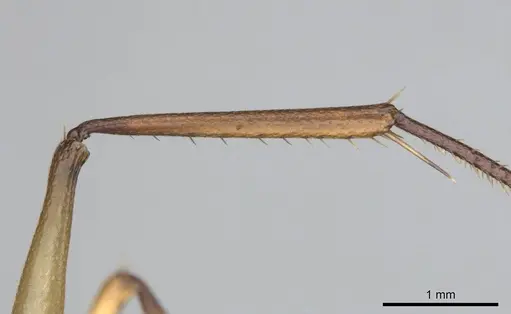 Camponotus mystaceus specimen CASENT0257111 image casent0257111_5