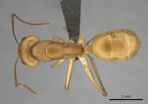 Camponotus mystaceus specimen CASENT0257112 image casent0257112_1