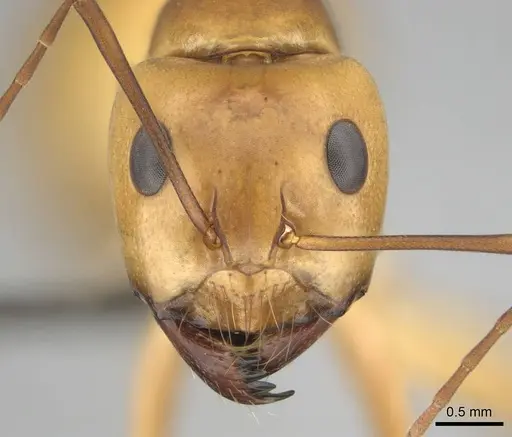 Camponotus mystaceus specimen CASENT0257112 image casent0257112_2