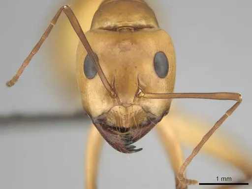Camponotus mystaceus specimen CASENT0257112 image casent0257112_3