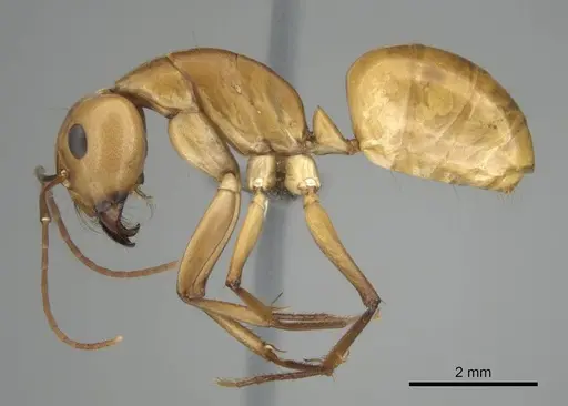 Camponotus mystaceus specimen CASENT0257112 image casent0257112_4