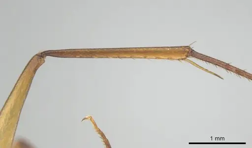 Camponotus mystaceus specimen CASENT0257112 image casent0257112_5