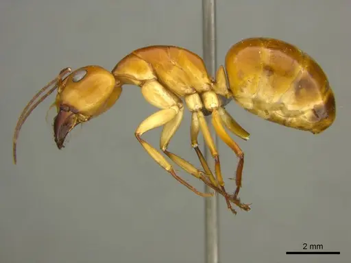 Camponotus mystaceus specimen CASENT0259878 image casent0259878_1