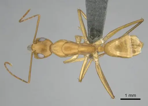 Camponotus mystaceus specimen CASENT0812291 image casent0812291_1