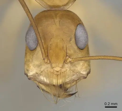 Camponotus mystaceus specimen CASENT0812291 image casent0812291_2