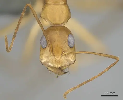 Camponotus mystaceus specimen CASENT0812291 image casent0812291_3