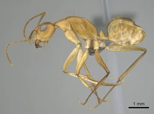 Camponotus mystaceus specimen CASENT0812291 image casent0812291_4