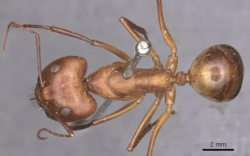 Camponotus mystaceus specimen CASENT0905188 image casent0905188_1