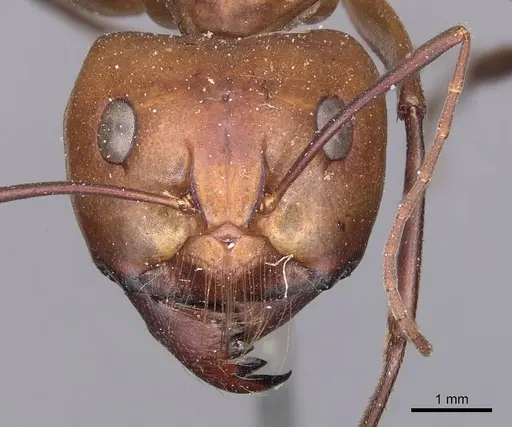 Camponotus mystaceus specimen CASENT0905188 image casent0905188_2