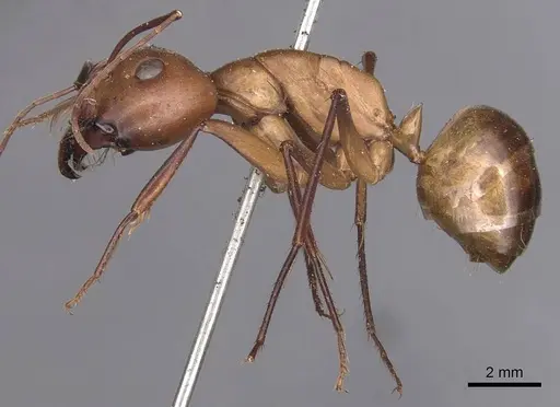 Camponotus mystaceus specimen CASENT0905188 image casent0905188_3