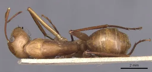 Camponotus mystaceus specimen CASENT0905189 image casent0905189_1