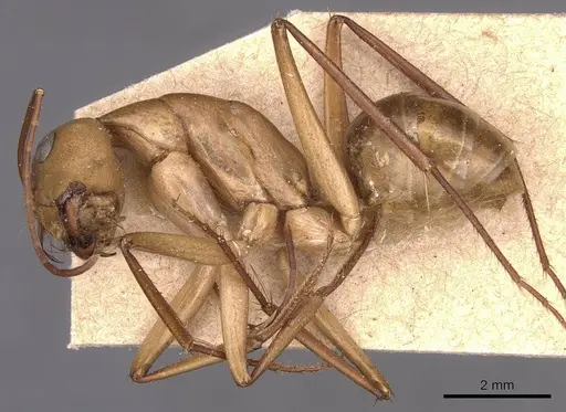 Camponotus mystaceus specimen CASENT0905189 image casent0905189_3