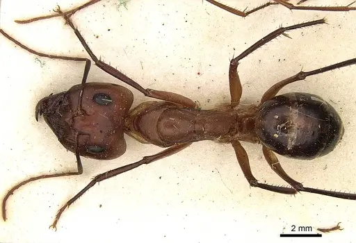 Camponotus mystaceus specimen CASENT0906881 image casent0906881_1