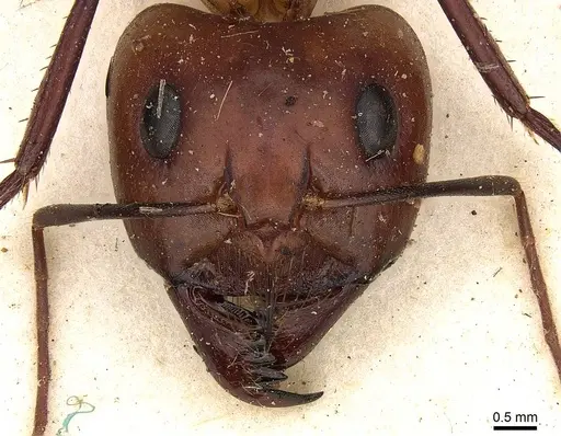 Camponotus mystaceus specimen CASENT0906881 image casent0906881_2