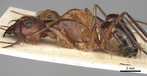 Camponotus mystaceus specimen CASENT0906881 image casent0906881_3