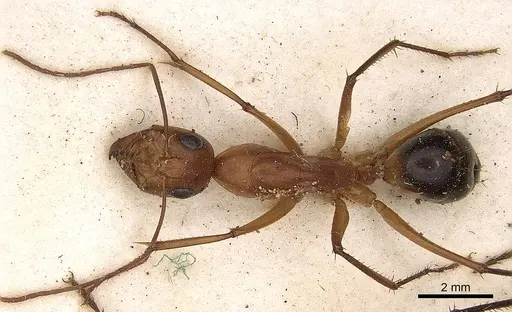 Camponotus mystaceus specimen CASENT0906882 image casent0906882_1