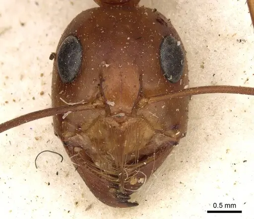 Camponotus mystaceus specimen CASENT0906882 image casent0906882_2