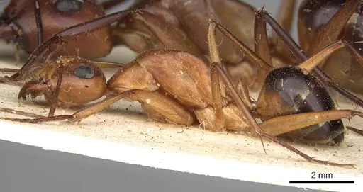 Camponotus mystaceus specimen CASENT0906882 image casent0906882_3