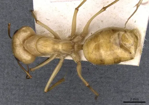 Camponotus mystaceus specimen CASENT0909949 image casent0909949_1