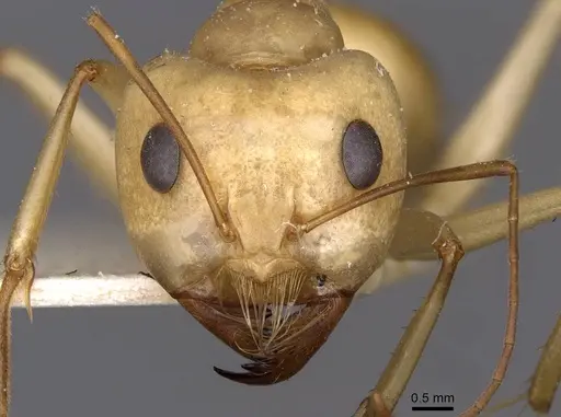 Camponotus mystaceus specimen CASENT0909949 image casent0909949_2