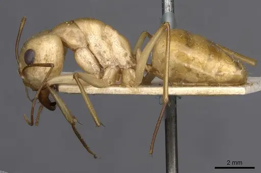 Camponotus mystaceus specimen CASENT0909949 image casent0909949_3