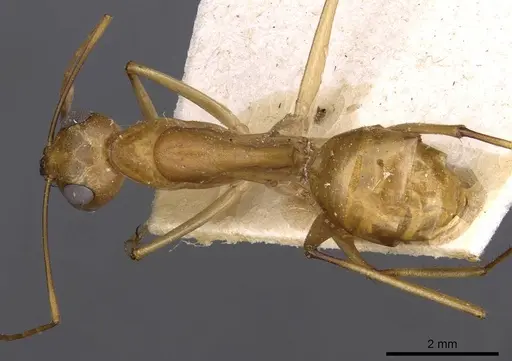 Camponotus mystaceus specimen CASENT0909950 image casent0909950_1