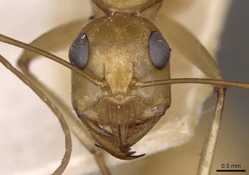 Camponotus mystaceus specimen CASENT0909950 image casent0909950_2