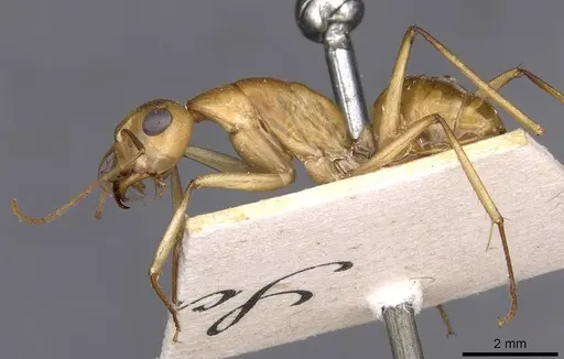 Camponotus mystaceus specimen CASENT0909950 image casent0909950_3