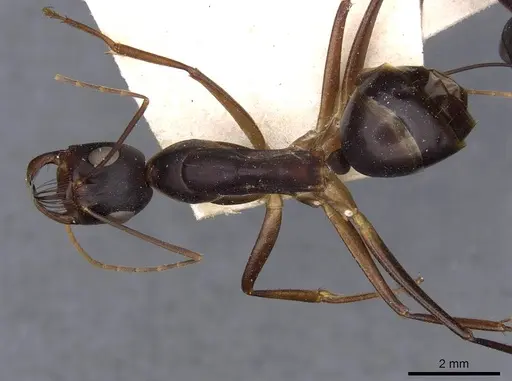 Camponotus mystaceus specimen CASENT0909951 image casent0909951_1
