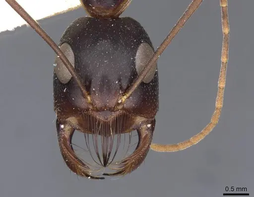Camponotus mystaceus specimen CASENT0909951 image casent0909951_2