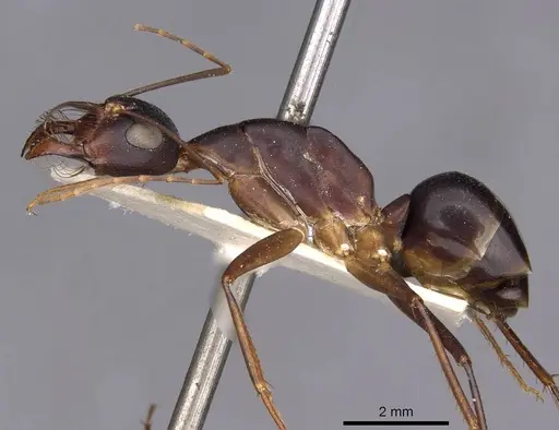 Camponotus mystaceus specimen CASENT0909951 image casent0909951_3