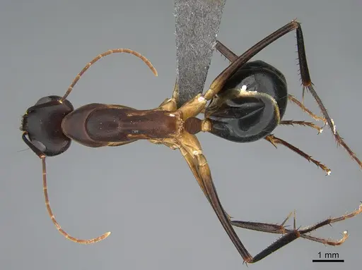 Camponotus mystaceus specimen CASENT0923649 image casent0923649_1
