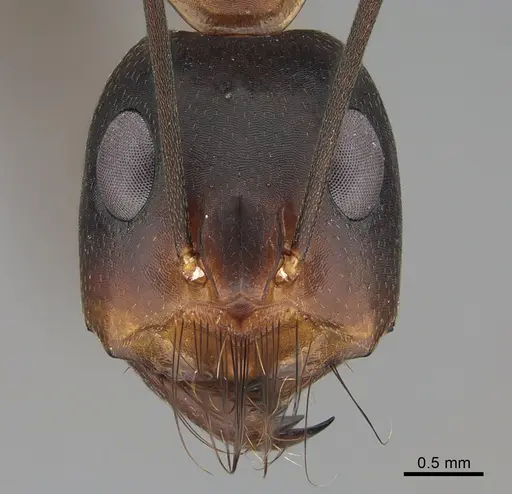 Camponotus mystaceus specimen CASENT0923649 image casent0923649_2