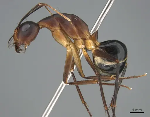 Camponotus mystaceus specimen CASENT0923649 image casent0923649_3