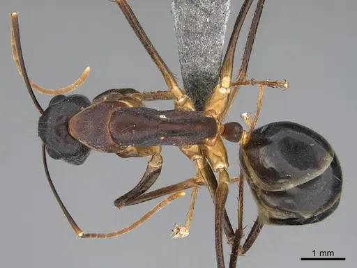 Camponotus mystaceus specimen CASENT0923650 image casent0923650_1