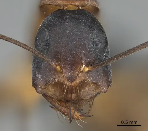 Camponotus mystaceus specimen CASENT0923650 image casent0923650_2