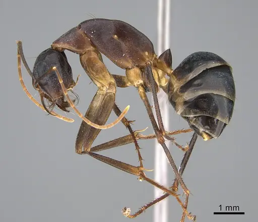 Camponotus mystaceus specimen CASENT0923650 image casent0923650_3