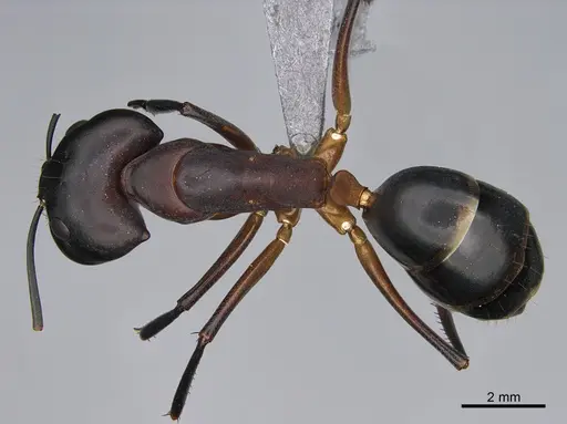 Camponotus mystaceus specimen CASENT0923651 image casent0923651_1