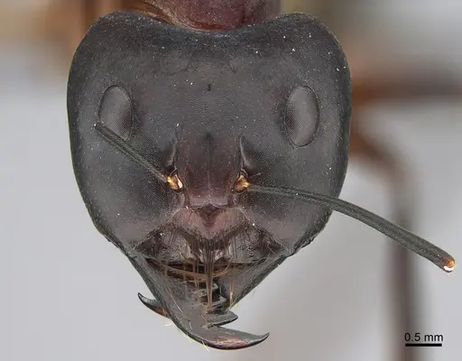 Camponotus mystaceus specimen CASENT0923651 image casent0923651_2