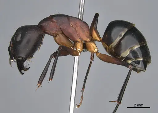 Camponotus mystaceus specimen CASENT0923651 image casent0923651_3