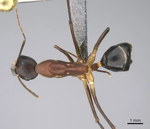 Camponotus mystaceus specimen CASENT0923652 image casent0923652_1
