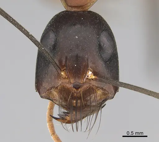 Camponotus mystaceus specimen CASENT0923652 image casent0923652_2