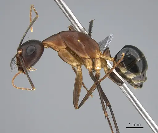 Camponotus mystaceus specimen CASENT0923652 image casent0923652_3